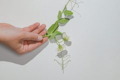 snap-pea4-scaled