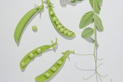 snap-peas1-scaled